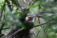 03-Three toes sloth